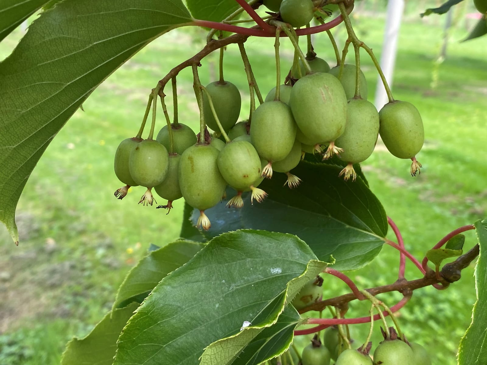 Kiwiberries hanging on the vine at Bellberry Estate